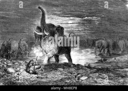 Elephant Hunter attacked by elephants from All Round The World 1868. The African Adventure, A History of Africa's Explorers by Timothy Severin, page 20. Stock Photo