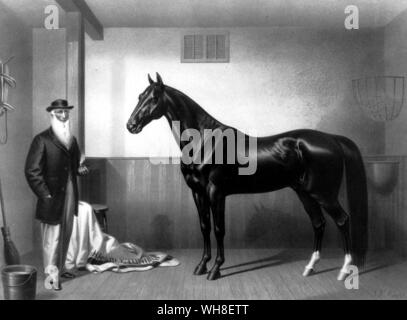 William Rysdyk's Hambletonian 1865, Father of the Trotting Horse. His employer, Seeley, acquired a Charles Kent Mare, which had been permanently injured and was used only for breeding. Sired by Bellfounder, she was of Norfolk Trotter ancestry, a breed noted for its smooth gait. Seeley bred his mare to Abdullah, who was a grandson of Messenger, but a mean and ugly horse. The offspring of the Charles Kent Mare and Abdullah was a bay colt who was to be a keystone in the future of harness racing.. Rysdyk persuaded his employer to sell him the colt and named him Hambletonian. In all, Hambletonian Stock Photo