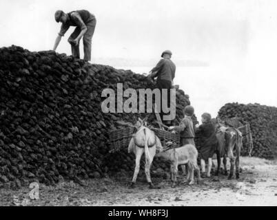 Stacking turf by the roadside near Lough Conn Co Mayo, Ireland. It is brought in panniers by donkeys from the bog where it has been cut and drying during the summer. It is then stacked in these great heaps in readiness for transport by lorries. Stock Photo