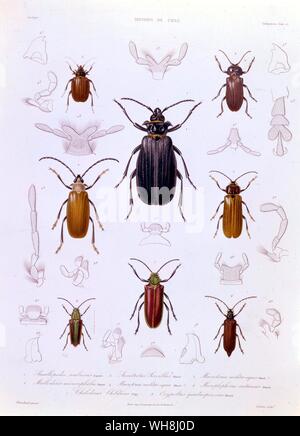 A collection of coleoptera found in Chile. From Darwin and the Beagle by Alan Moorhead, page 162. Stock Photo