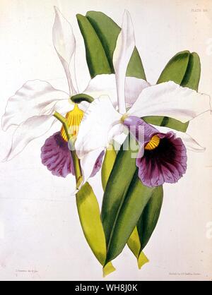 The purple-stained Laelia orchid (Laelia purpurata), by L. Constans, (fl. 1850s). Botanical artist and lithographer. From Darwin and the Beagle by Alan Moorhead page 73. Stock Photo