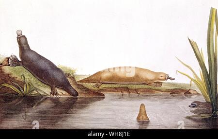 The platypus (Ornithorhynchus anatinus) from Darwin and the Beagle by Alan Moorhead, page 244. The platypus is an egg-laying mammal native to Australia and Tasmania.. Stock Photo