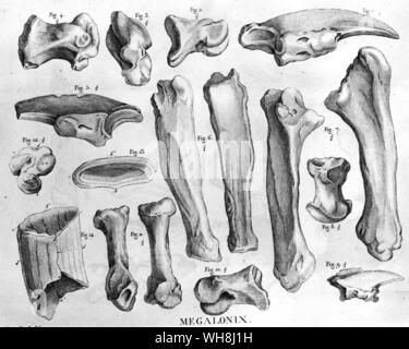 Bones of the Megalonyx (Megalonix). From Darwin and the Beagle by Alan Moorhead, page 85. Stock Photo