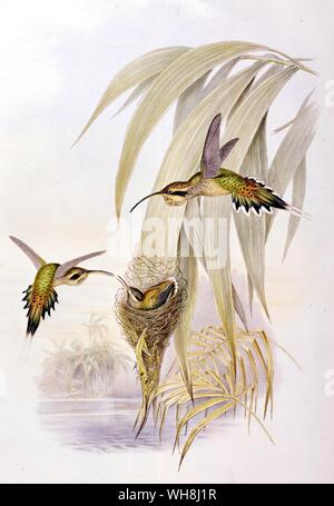 The Eurynome Hermit, a species of humming bird (Phaethornis eurynome), by John Gould. From Darwin and the Beagle by Alan Moorhead, page 73. Stock Photo