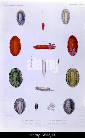 Species of Doris, found in the Southern Pacific. From Darwin and the Beagle by Alan Moorhead, page 209. Stock Photo