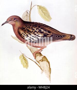 The Galapagos turtle-dove (Zenaida galapagoensis), by John Gould (1804 -1881). From Darwin and the Beagle by Alan Moorhead, page 197. Stock Photo