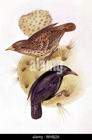 The cactus-feeding finches (Cactornis scandens), by John Gould (1804 -1881). Seeing the image of the specialized beaks of these finches suggested evolutionary possibilities to Darwin. From Darwin and the Beagle by Alan Moorhead, page 200.. . Stock Photo