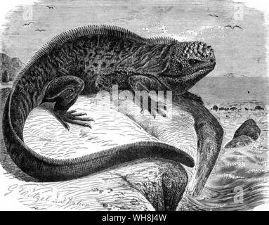 The marine iguana (Ambleyrhynchus cristatus). 'It is a hideous-looking creature, of a dirty black colour, stupid and sluggish in its movements. The usual length of a full-grown one is about a yard, but there are some even four feet long.' From Darwin and the Beagle by Alan Moorhead, page 190. Stock Photo