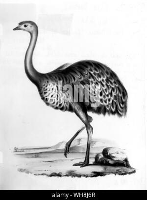 Rhea darwini. Darwin was told of this rare species by the Gauchos: 'they said its colour was dark and mottled and that its legs were shorter and feathered lower down than those of the common ostrich ... Mr Gould in describing this new species, has done me the honour of calling it after my name.' (Quote). From Darwin and the Beagle by Alan Moorhead, page 111. Stock Photo