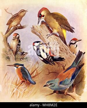 Kingfisher.  Roller.  Wryneck.  Green Woodpecker.  Great Spotted Woodpecker and Lower Spotted Woodpecker Stock Photo