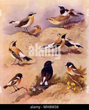 Black Wheatear.  Pied Wheatear.  Black Eared Wheatear.  Desert Wheatear.  Wheatear.  Isabelline Wheatear and Stonechat Stock Photo