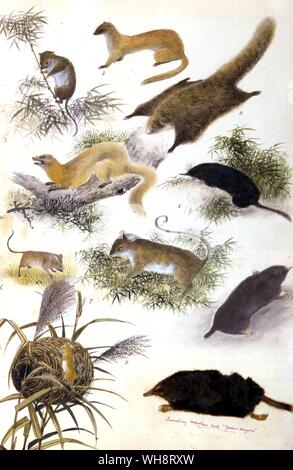 Illustration Japanese Mammals Stock Photo