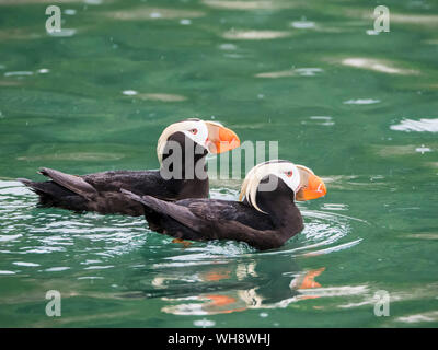 A pair of tufted puffins (Fratercula cirrhata), South Marble Island, Glacier Bay National Park, Southeast Alaska, United States of America Stock Photo