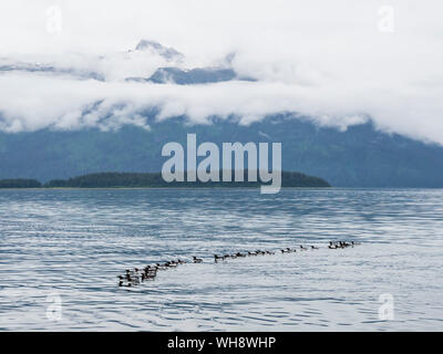 A raft of common murres (Uria aalge) at breeding site on South Marble Island, Glacier Bay National Park, Alaska, United States of America Stock Photo