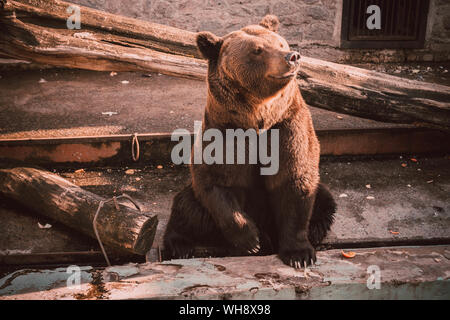 Brown bear sits in zoo. Brown bear sitting on wooden floor. Big brown bear (Ursus arctos) sitting, western concept. Black animal pet sitting, thinking Stock Photo