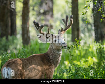 Young mule deer (Odocoileus hemionus) buck in velvet, Gros Ventre, Grand Teton National Park, Wyoming, United States of America, North America Stock Photo