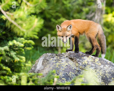 Red fox kit (Vulpes vulpes), about two months old near its den at Leigh Lake, Grand Teton National Park, Wyoming, United States of America Stock Photo