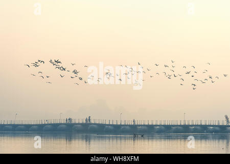 Flock of Cormorants over the Ganges river at sunrise, Allahabad Kumbh Mela, Allahabad, Uttar Pradesh, India, Asia Stock Photo