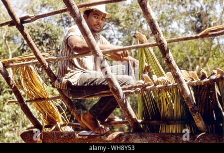 Leo  Brazilian Labourer Stock Photo