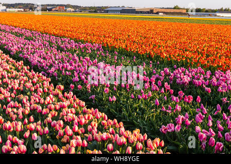 Tulip fields around Lisse, South Holland, The Netherlands, Europe Stock Photo