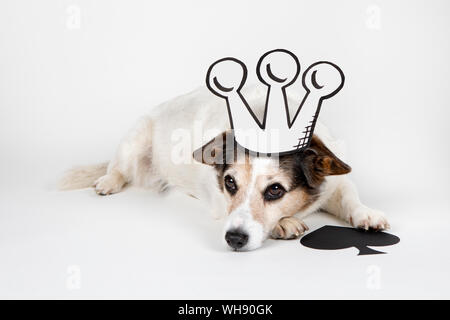 Portrait of mongrel as King of Spades with drawn crown Stock Photo