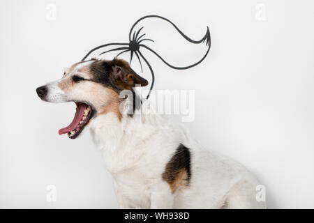 Portrait of yawning mongrel with drawn ponytail in front of white background Stock Photo