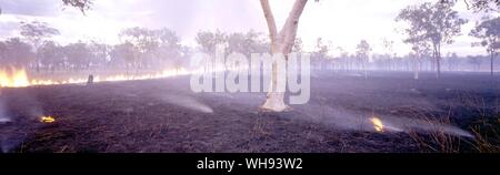Ghost Gum Trees stand on burned ground Stock Photo