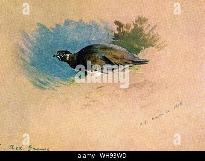Red Grouse Stock Photo