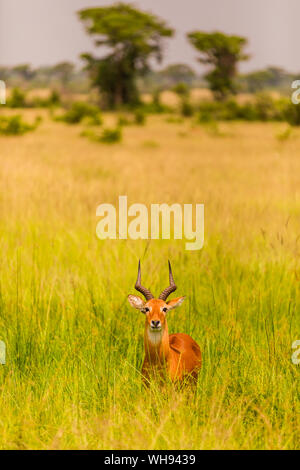 Antelope in Queen Elizabeth National Park, Uganda, East Africa, Africa Stock Photo