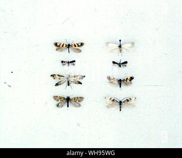 Butterflies/moths - left to right from the top - Micropterix anderschella, Opostega salaciella, Nepticula aurella, Stigmella ulmivora, Mnesarcha loxoscia, Antispila pfeifferella, Eriocrania sparmannella, Lophocorona pediasia Stock Photo
