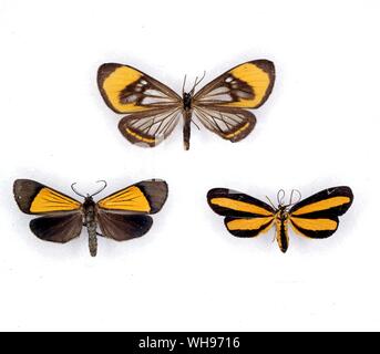 Butterflies/moths - (left to right from the top) Dioptis egla, Scea steinbachi, Josia lativitta Stock Photo