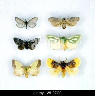 Butterflies/moths - left to right from the top - Heterogynis pennella, Cyclotorna monocentra, Epipomponia nawi, Coenobasis amoena, Parasa hilarata, Chrysamma purpuripulcra Stock Photo