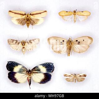 Butterflies/moths - left to right from the top - Uzucha humeralis, Luxotoma elegans, Cryptophasa nephrosema, Stenoma sequitiertia, Cyanocrates grandis, Antaeotricha griseana Stock Photo