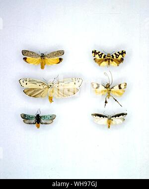 Butterflies/moths - left to right from the top - Ethmia hilarella, Thalamarchella alveola, Ethmia lineatonotella, Timyra cingalensis, Ethmia aurifluella, Ethmia bipunctella Stock Photo
