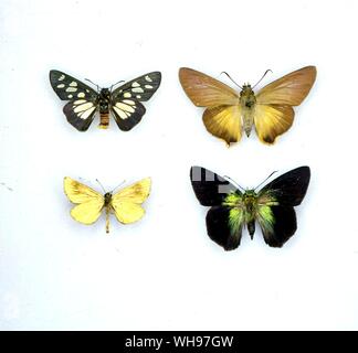 Butterflies/moths - (from the top, left to right) Abantis paradisea, Coeliades forestan, Argopteron aureipennis, Allora doleschalli Stock Photo