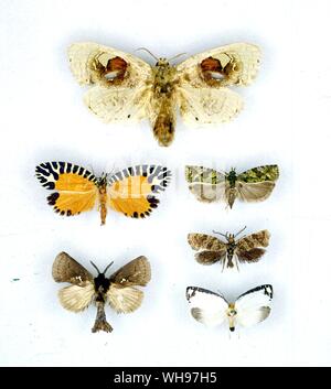 Butterflies/moths - left to right from the top - Arrhenophanes perspicilla, Pseudatteria volanica, Oleuthreutes mniochlora, Metarbela triguttata, Compsoctena primella, Chresmarcha delphica Stock Photo