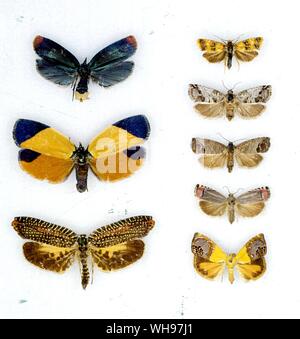 Butterflies/moths - left to right from the top - Zacorisa holantha, Commophila aeneana, Zacorisa loxopei, Cydia saltitans, Cydia pomonella, Cydia ninana, Cerace xanthocosma, Cydia egregiana Stock Photo