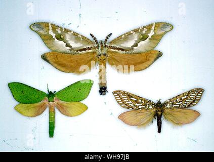 Butterflies/moths - left to right from the top - Zelotypia stacyi, Charagia daphnandra, Leto venus Stock Photo