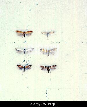 Butterflies/moths - left to right from the top - Tischeria ekebladella, Phyllocnistis saligna, Lyonetia latistrigella, Phyllonorycter cavella, Phyllonorycter lautella, Oinophila v-flava Stock Photo