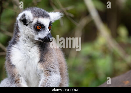 Ring Tailed Lemur in a sanctuary, South Africa, Africa Stock Photo