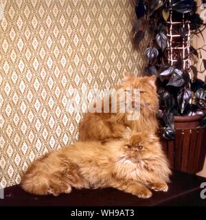 Red Self Cat Stock Photo