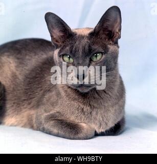 Blue Burmese  Cat Stock Photo