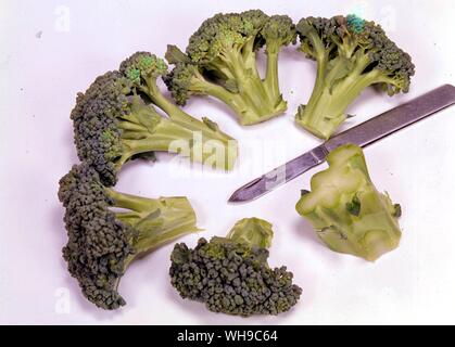 Broccoli Stock Photo