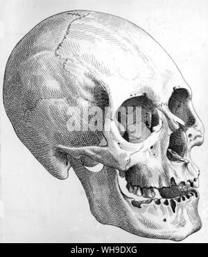 Skull of an extinct Atures Indian. Humboldt took the skull from the burial cave of Ataruipe and later J. F. Blumenbach made this engraving of it for his pioneer work on human physical types Stock Photo