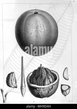 The Brazil nut, Bertholletia excelsa, from Plantes equinoxiales, named by Humboldt for his friend Comte Claude Louis Berthollet, French chemist and salon host Stock Photo