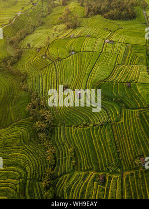 Aerial view of Jatiluwih Rice Terraces, Tabanan, Bali, Indonesia, Southeast Asia, Asia Stock Photo