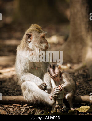 Monkey and baby long tailed Macaques playing with tap, Monkey Forest Sanctuary, Ubud, Bali, Indonesia, Southeast Asia, Asia Stock Photo