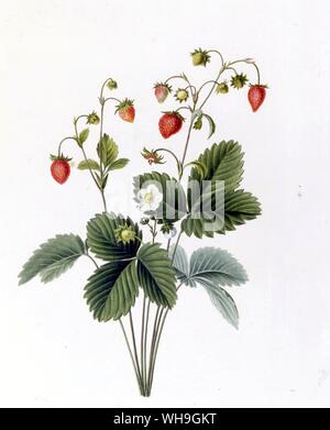 strawberry Stock Photo