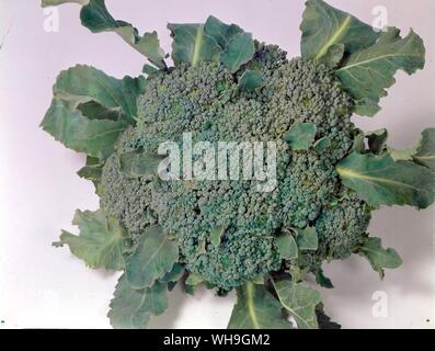 Broccoli Stock Photo
