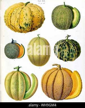 Melons Stock Photo